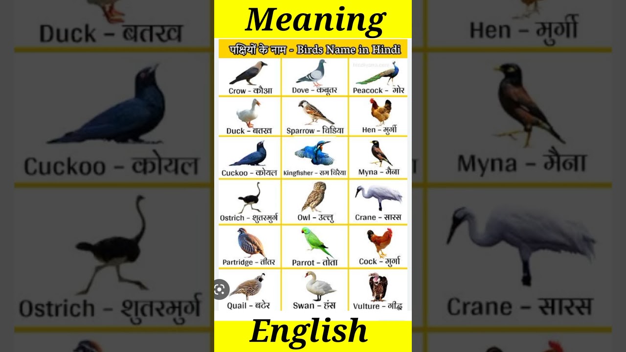 Learn Bird Names in Hindi & English 🐦 | Vocabulary for Nature Lovers | DSL #shorts