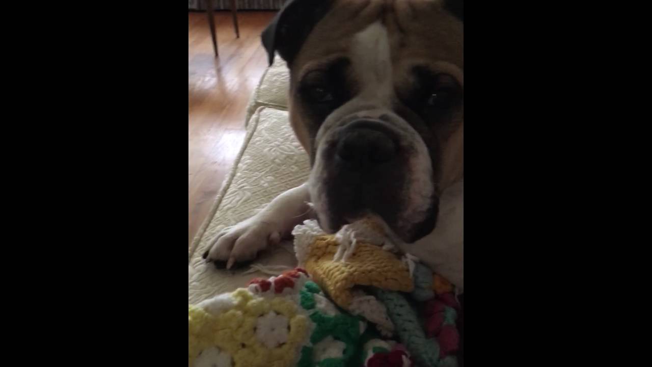 Spike the Bulldog: Not Awake Yet 🐶