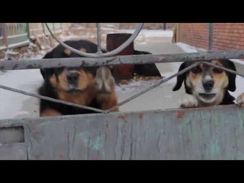 One Day on Earth - Dawn in Darhan, Mongolia - Funny dogs