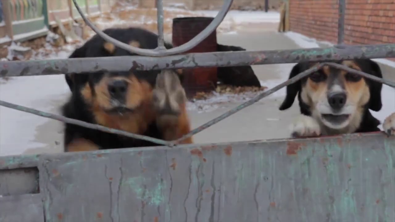 Experience Dawn in Darhan, Mongolia 🌅 & Adorable Dogs in Action!