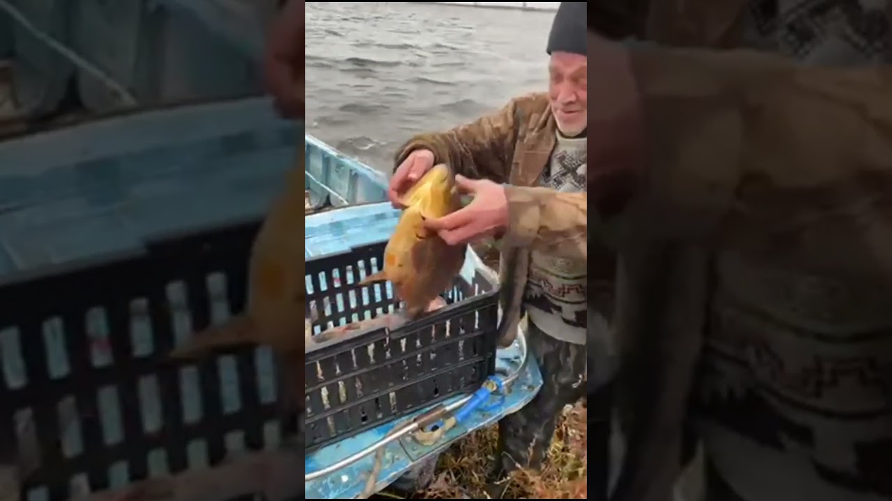 Золотистый карась весом 3 кг пойман в озере Зелёное 🐟
