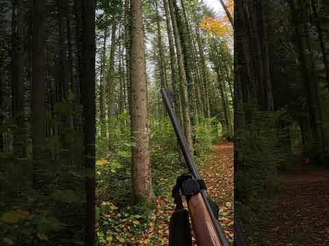 Tir sur un sanglier roux #chasse #hunting #animaux #bowhunting #farming #france #chasseurs