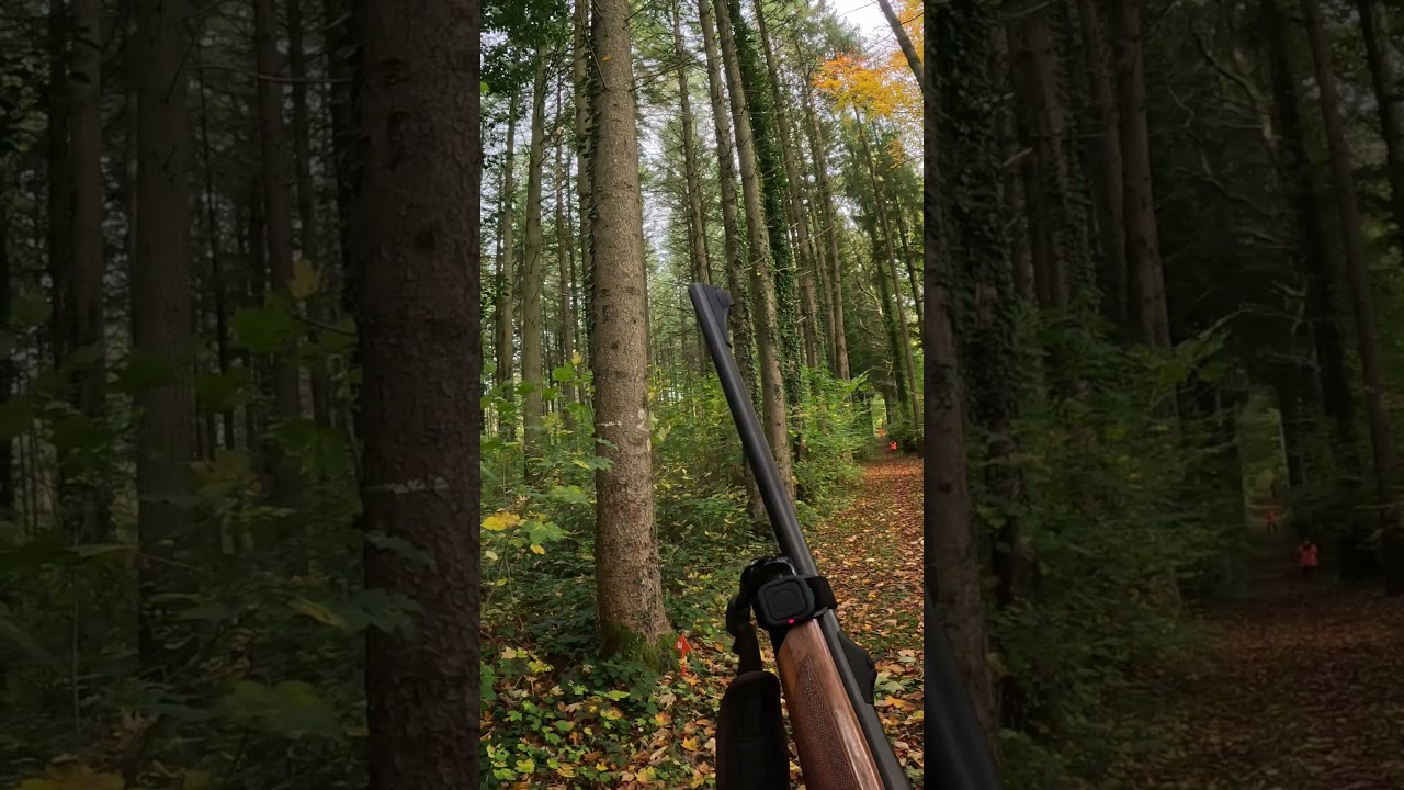 Chasse au sanglier roux en France 🦌 – Techniques et moments forts