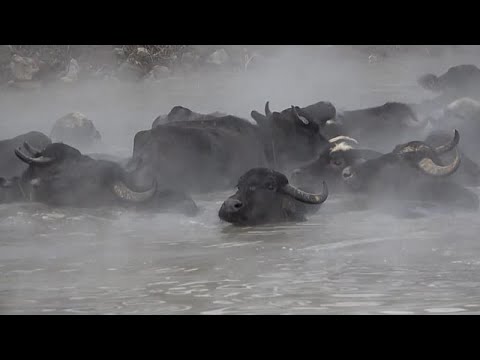 Bufali d'acqua si rilassano nelle sorgenti termali in Turchia