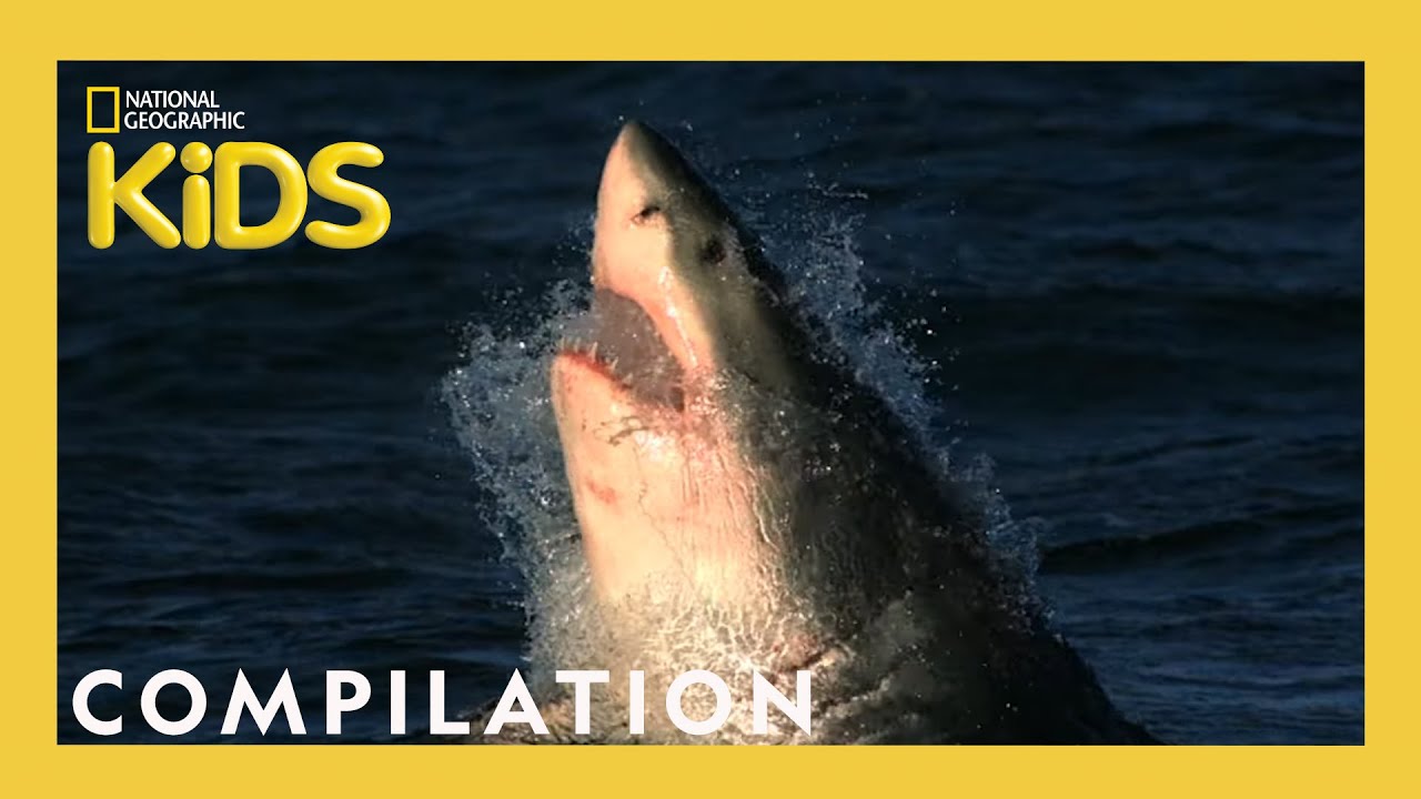 Fun Facts for Kids 🐊 | 20-Min Nat Geo Compilation