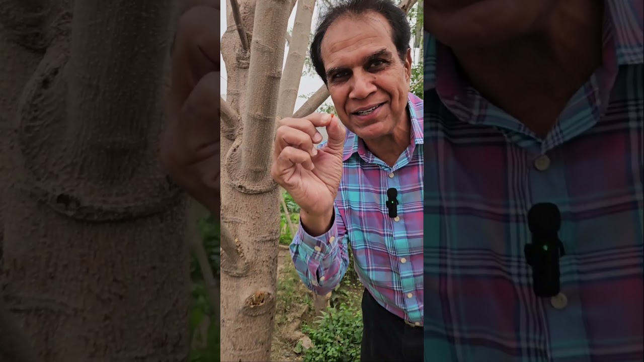 Moringa and Gum: Natural Benefits 🌿