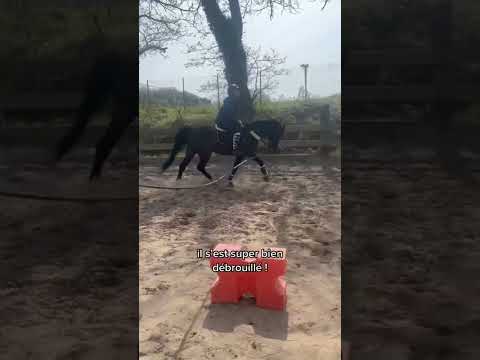 Objectif Galop 1… 4ème séance à cheval 💪🏻 #debutant #equitation #cheval