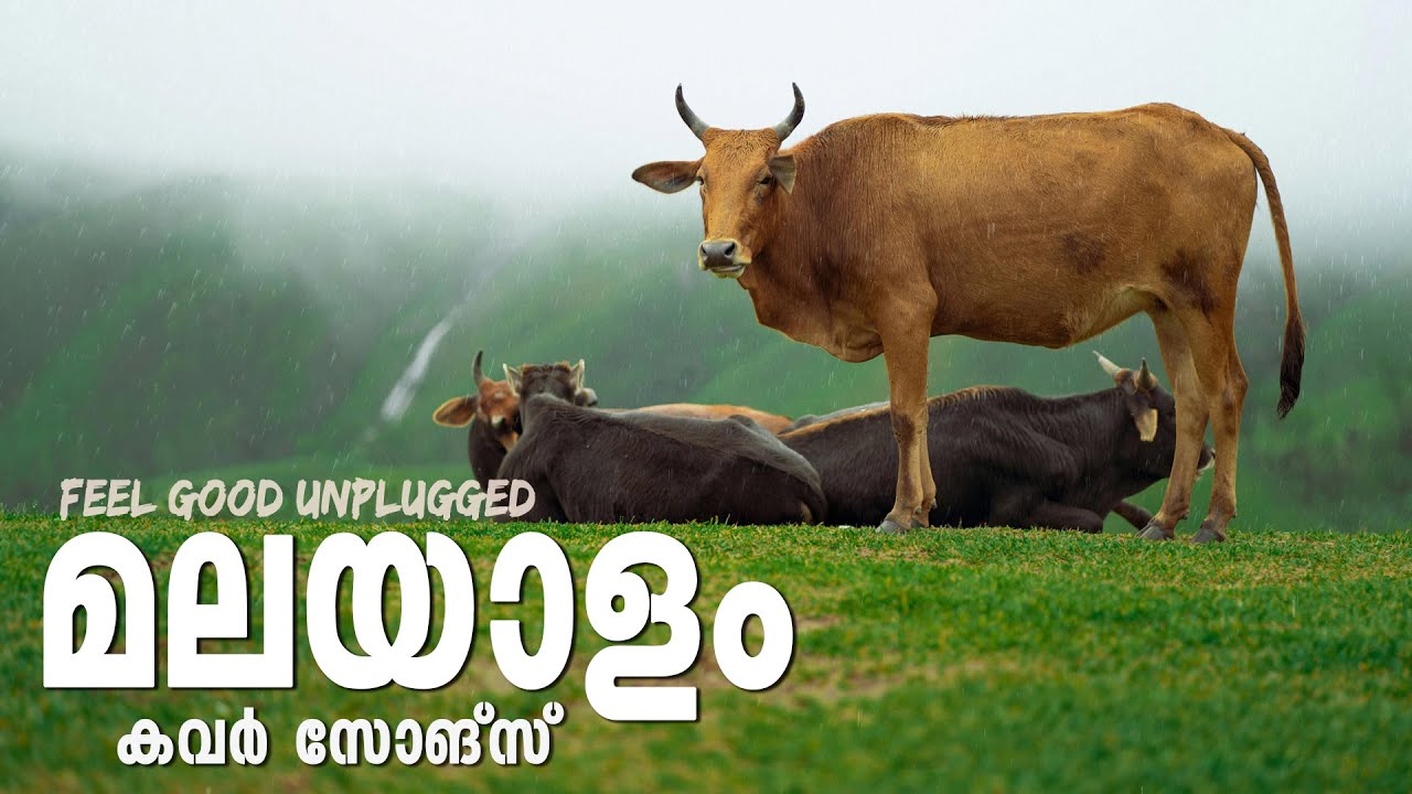 Relaxing Malayalm Cover Songs for Sleep & Mood 🎶 | Midnight Lo-Fi Playlist Part 16