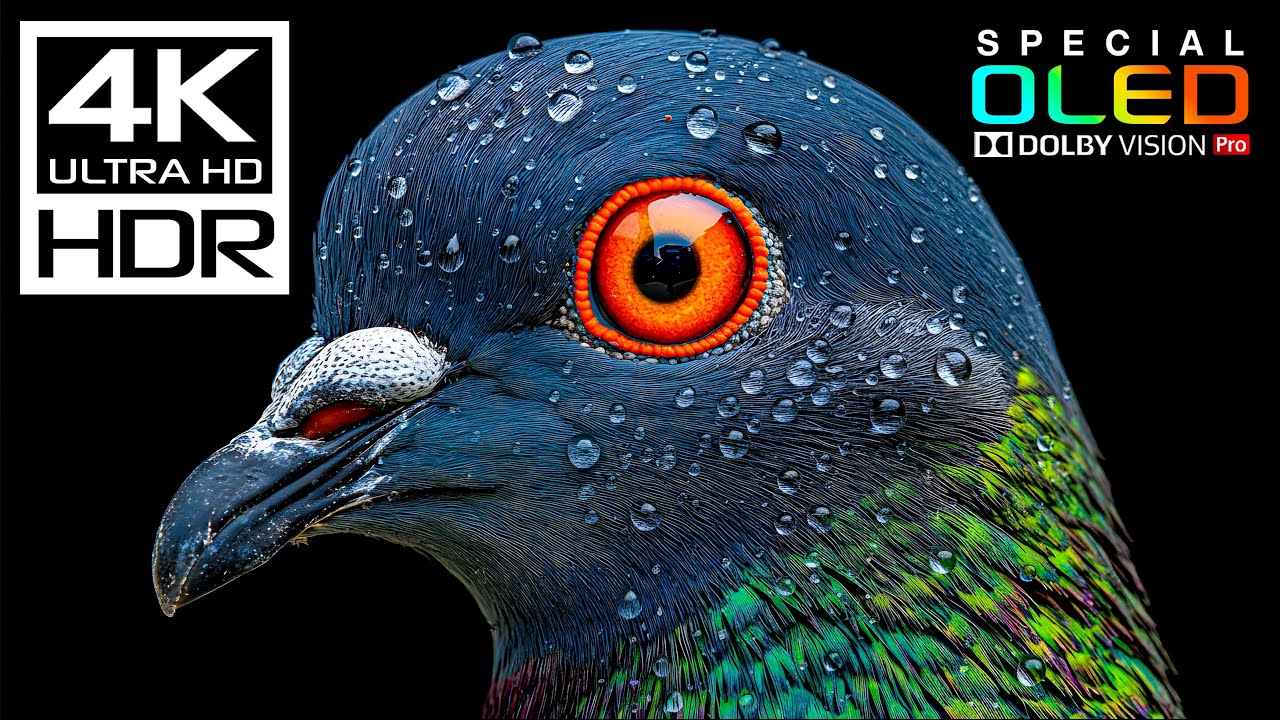 Stunning 4K HDR 60FPS Dolby Vision TV Showcase 🌟