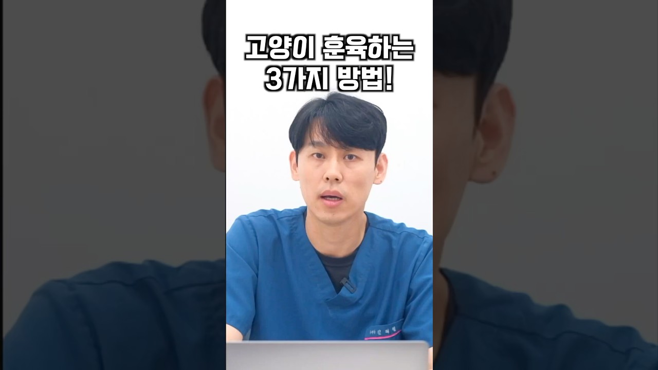 고양이 훈육법 3가지 🐱