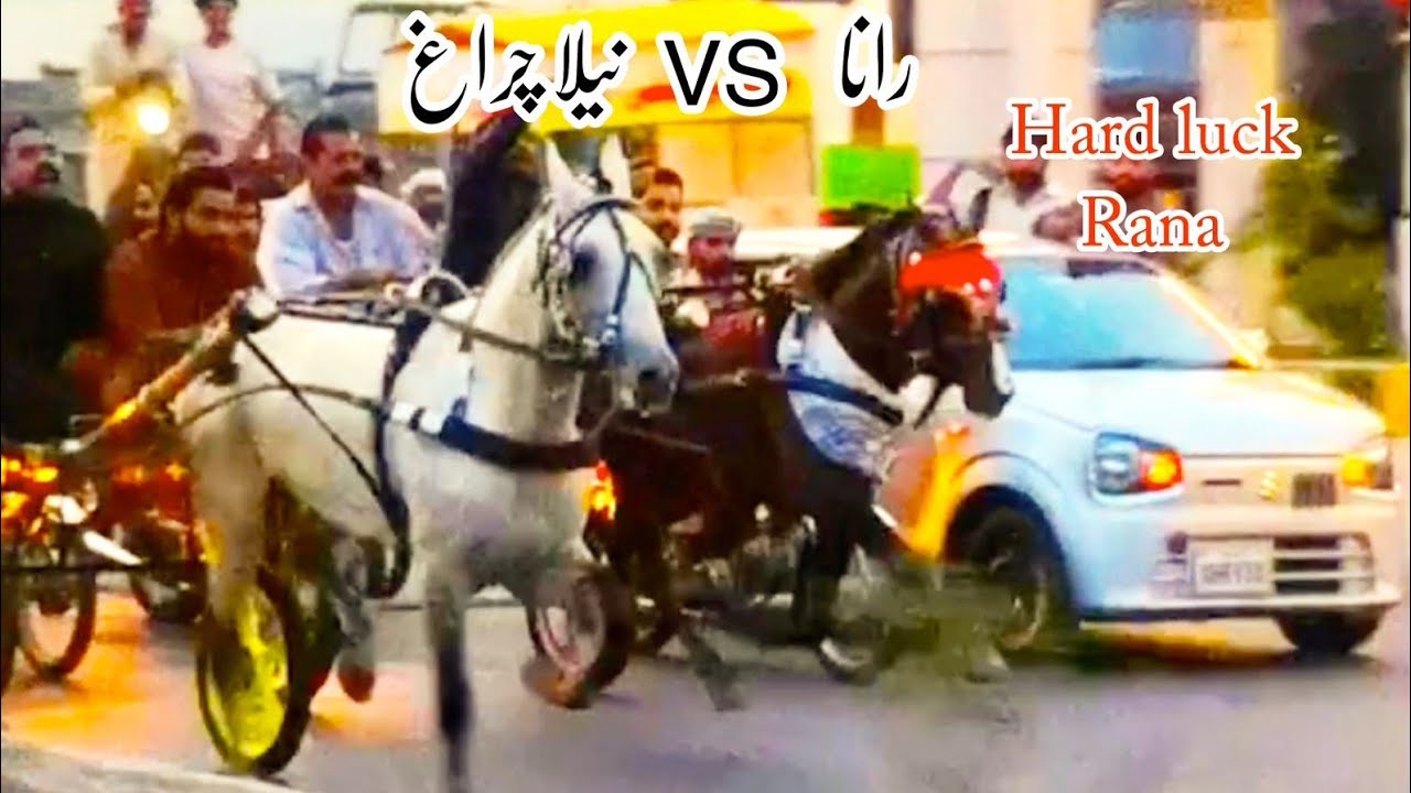 Ciraag vs Rana Horse Race - 04/05/2025