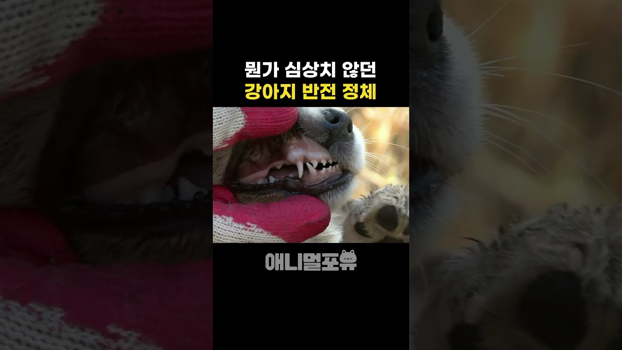 대롱 강쥐와의 즐거운 시간 🐶