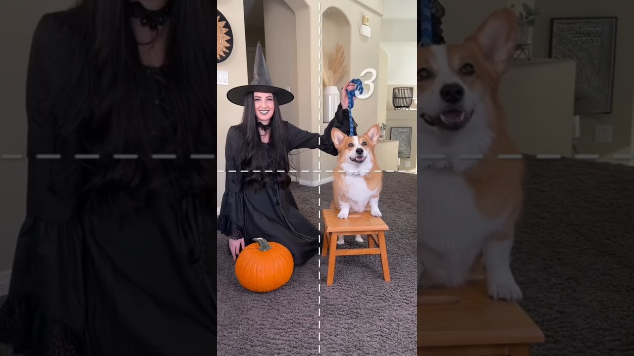 How to Make Corgi Stew 🥘