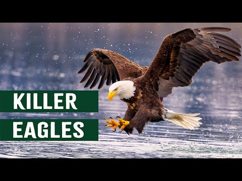 Wings Of Death: The Most Powerful Apex Predator Of The Skies | Eagles Hunting In Action