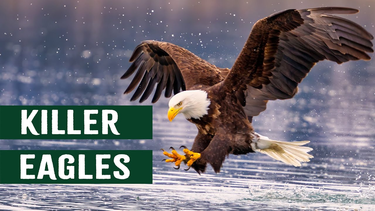 Wings of Power: Watch the Majestic White-Tailed Sea Eagle Dominate the Skies 🦅
