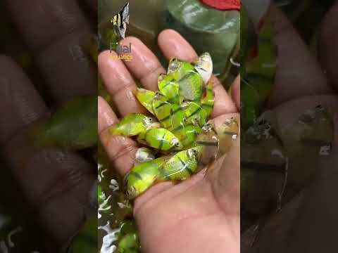 Top 5 best fishes for beginners #filialaquatics #aquarium #madurai