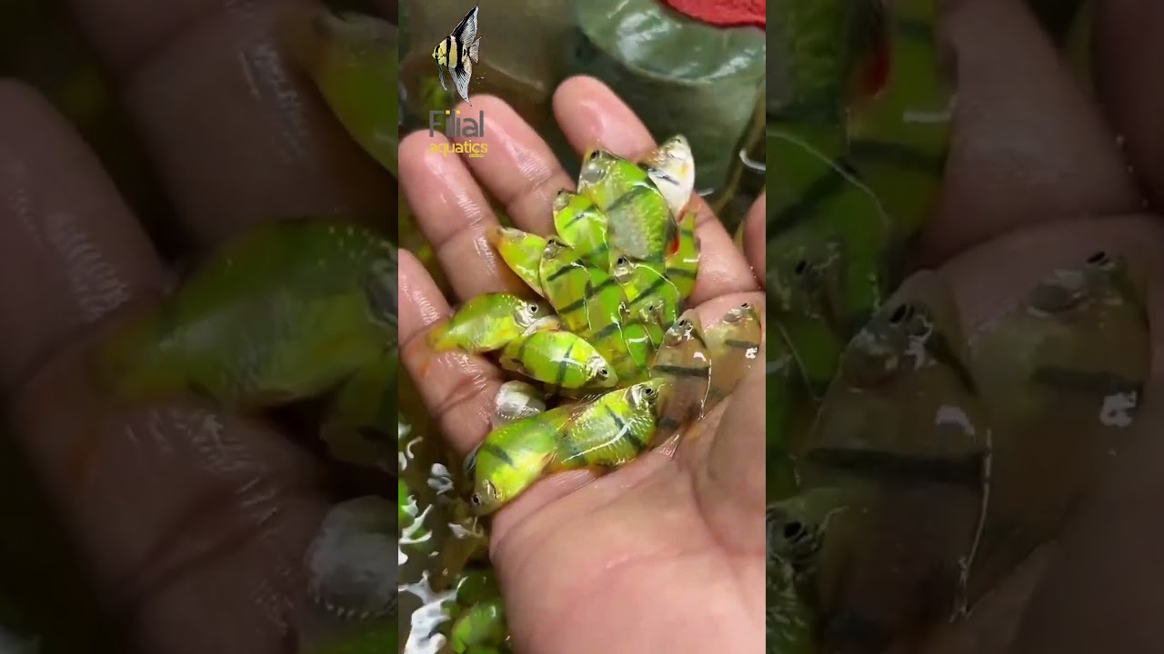 Top 5 Beginner Fish for Your Aquarium π