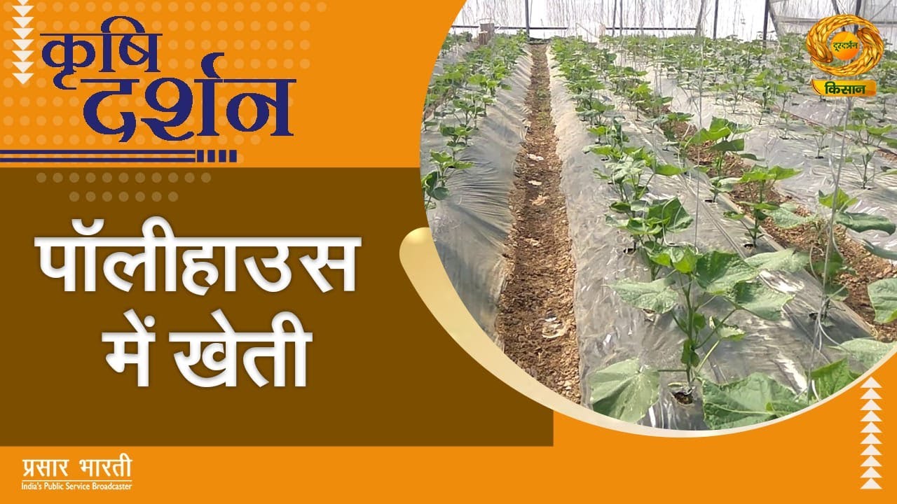 Krishi Darshan | कृषि दर्शन: पॉलीहाउस में खेती | DD Kisan | September 15, 2025