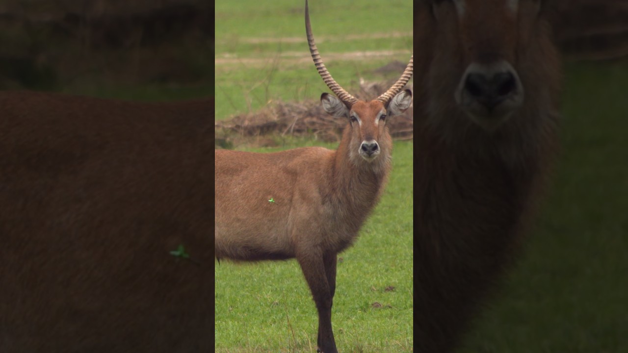 $200K Camera Capture of Bowhunting in Uganda 📸