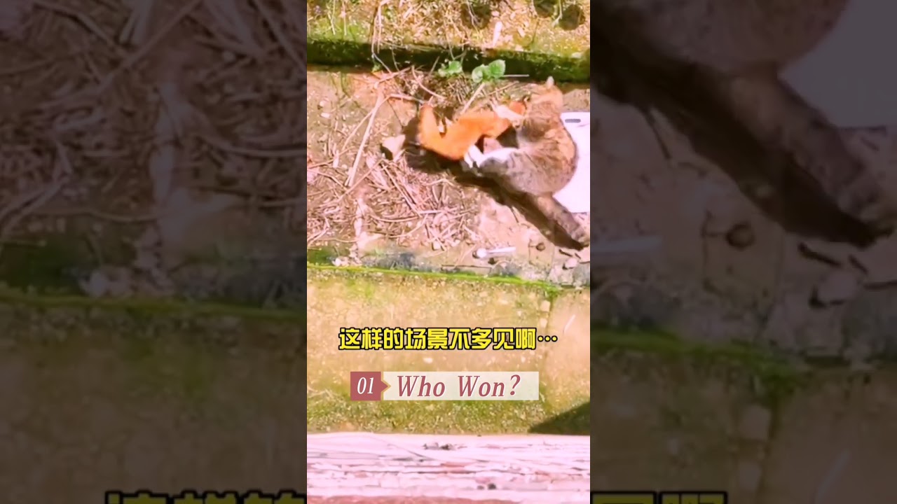 Weasels vs Cats: Hilarious Battle! 🐾