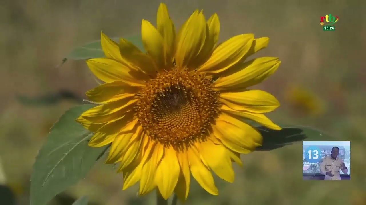 Tournesol au Burkina Faso : Retour des Producteurs 🌻