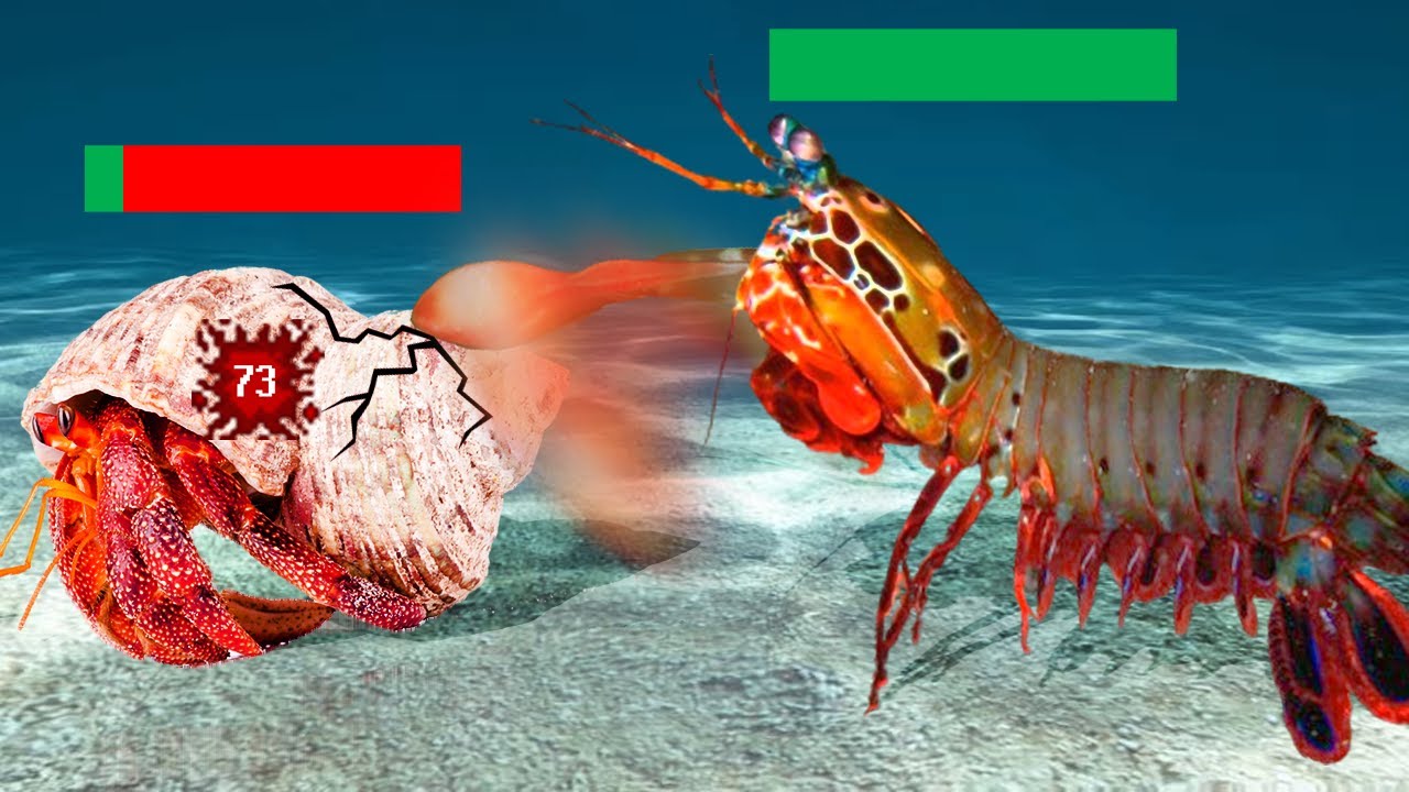 Crustacean Tier List & Donation Match ๐ฐ