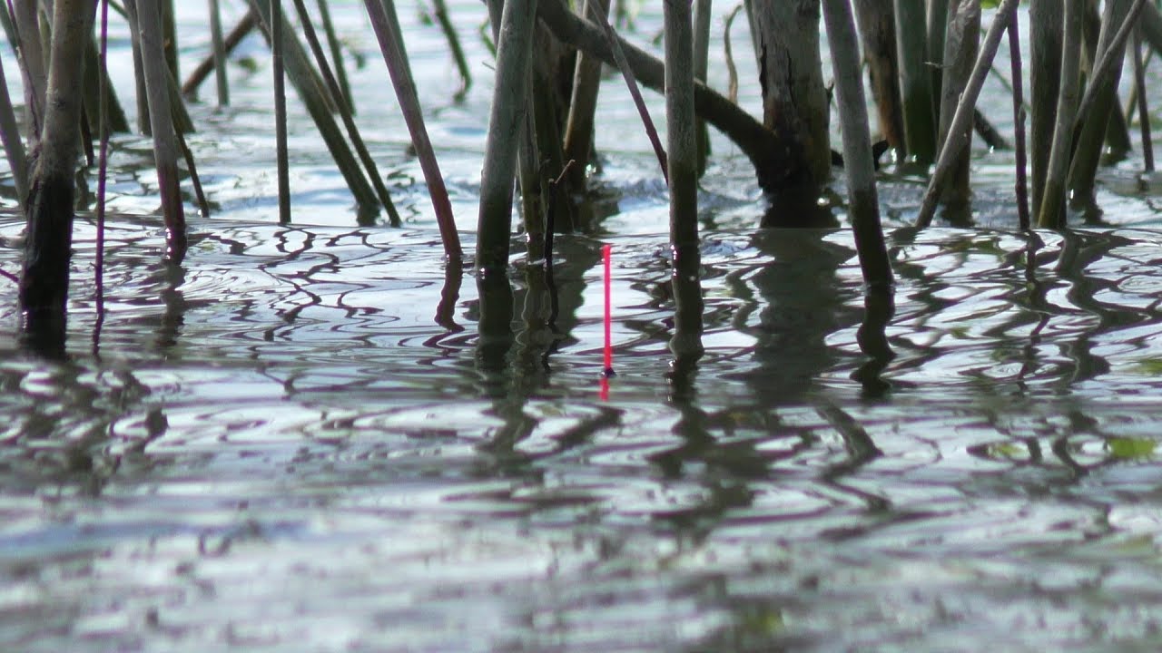 Килограммовые караси на поплавок 🎣