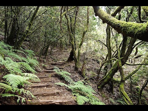 Hiking in La Gomera's Enchanting Laurel Forest 🌿