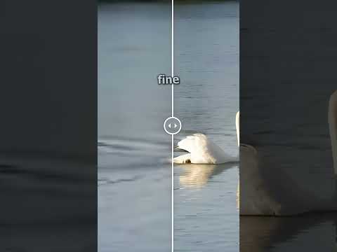 Adobe Releases NEW Upscaling Video AI