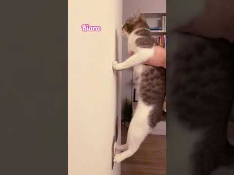 Test de inteligencia gatos