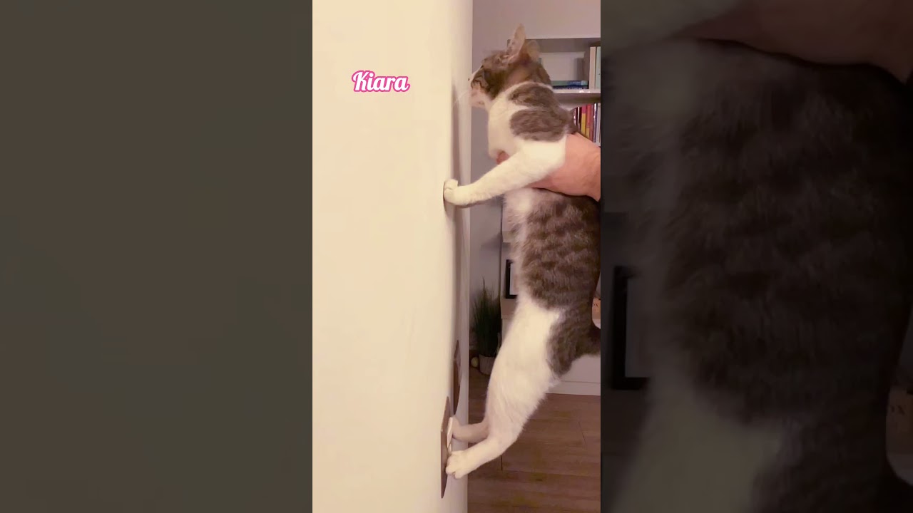 Test de inteligencia para gatos