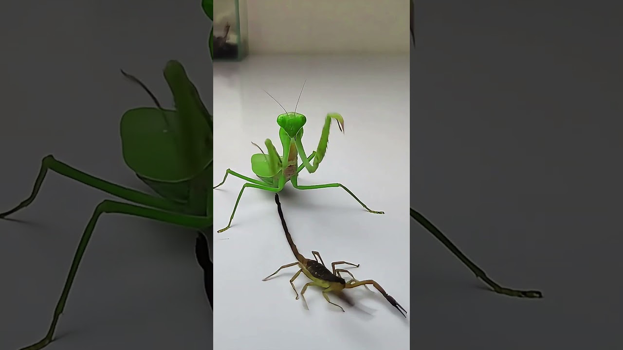 Praying Mantis Battles Scorpion 🦂