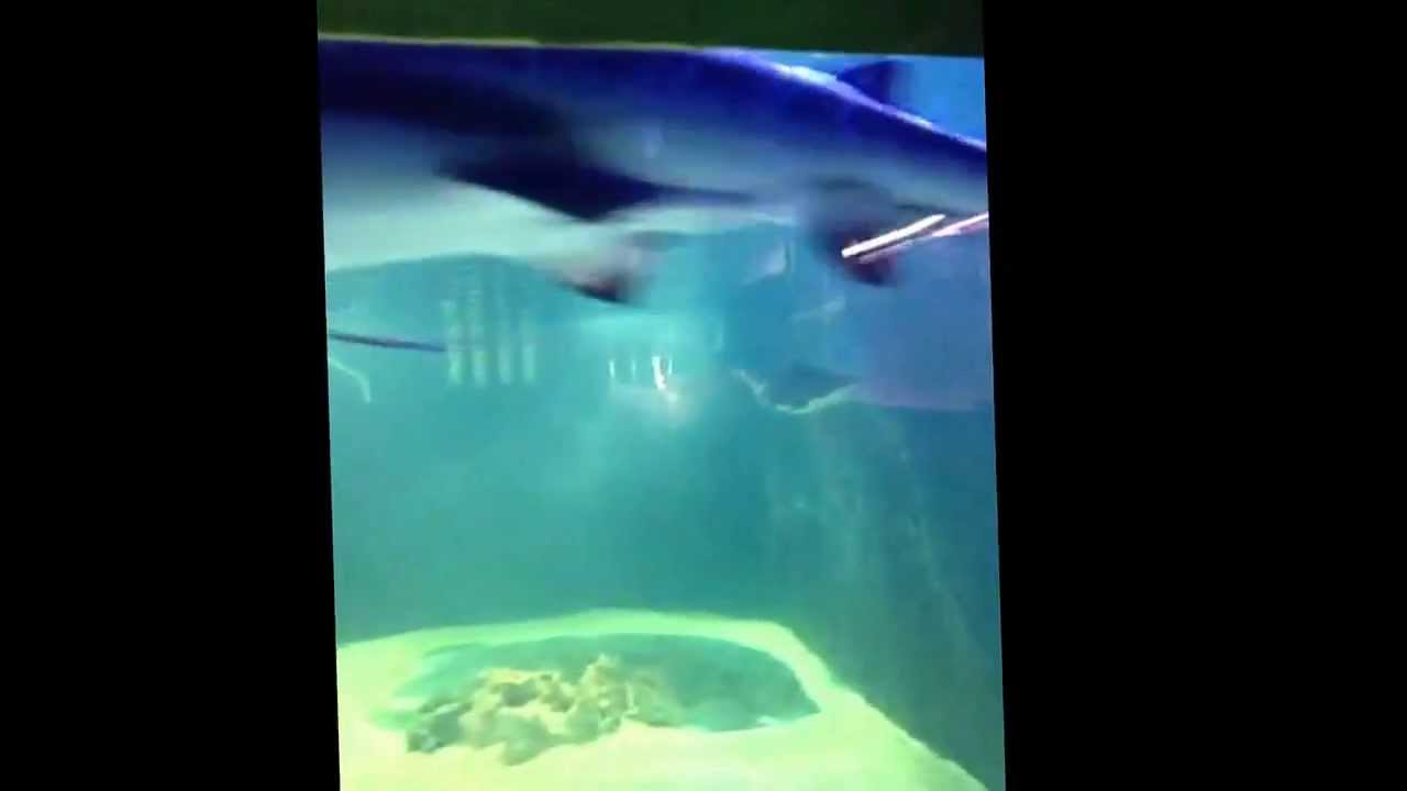 17,000-Gallon Shark Tank at My Workplace 🦈