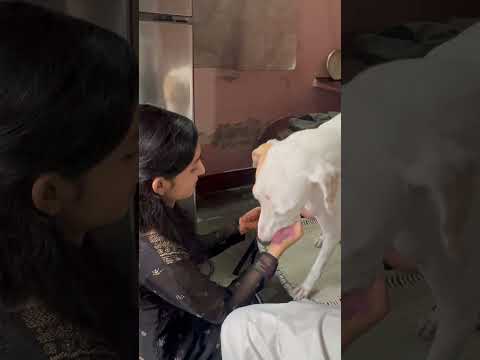 🥰 #rakshabandhanspecial #latamangeshkar #ameensayani #bhaiyamoresong #youtubeshorts