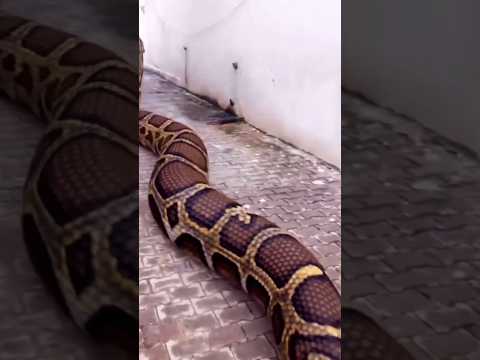 Dikejar Ular Raksasa || #funnyvideo #prank #lucu #bikinketawa #babyshark #shorts #shortsviral