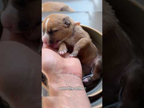 Trying to Save My Puppies Life