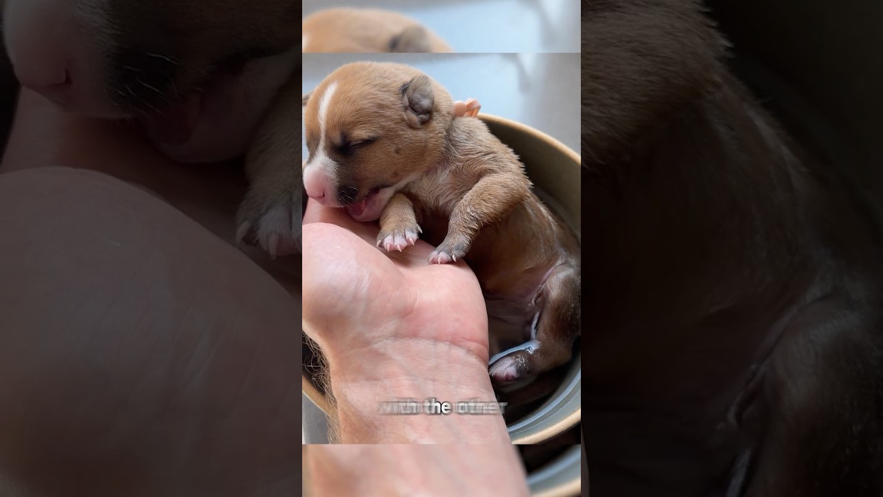 Heartbreaking Moment: My Puppy’s Last Days 💔