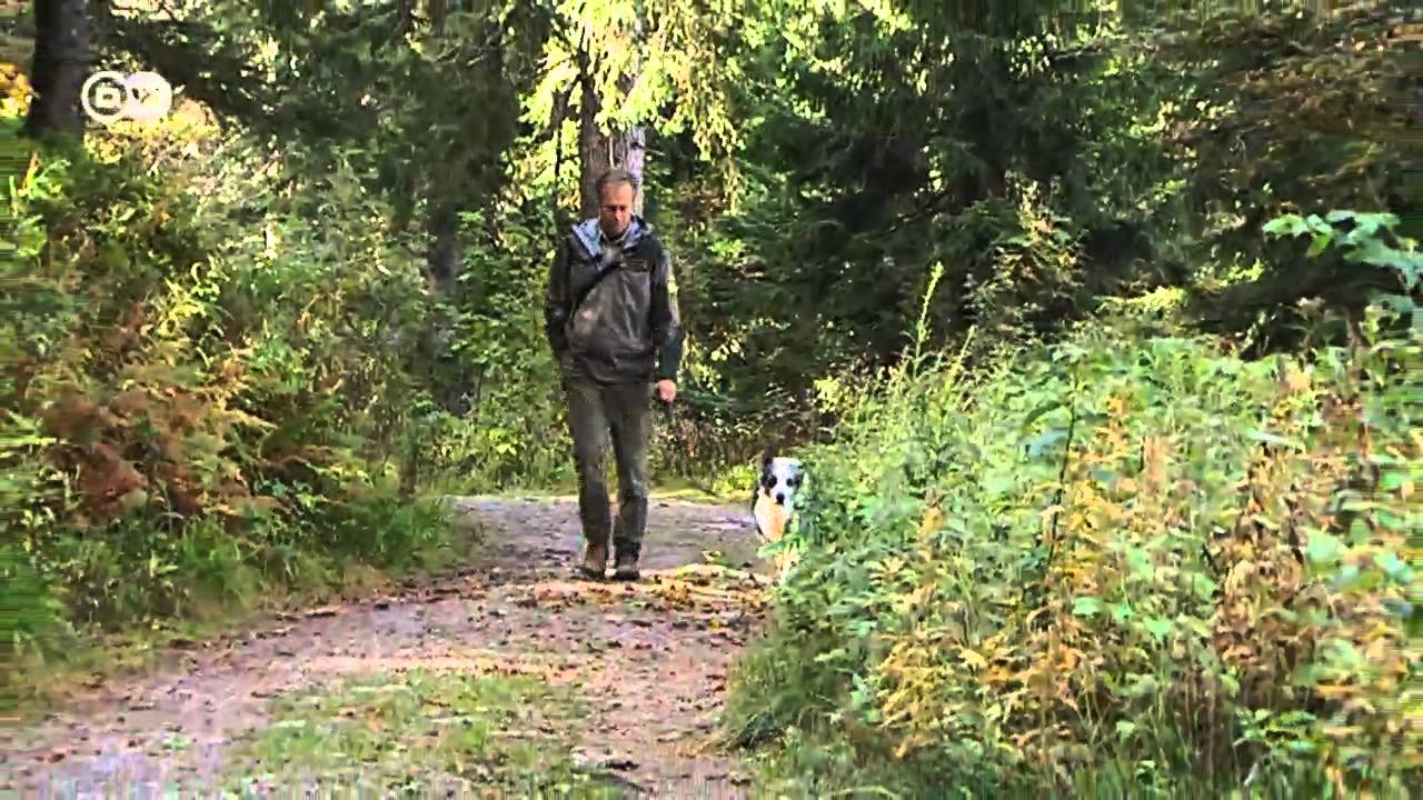 Black Forest: Sustainable Tourism in Germany 🌲