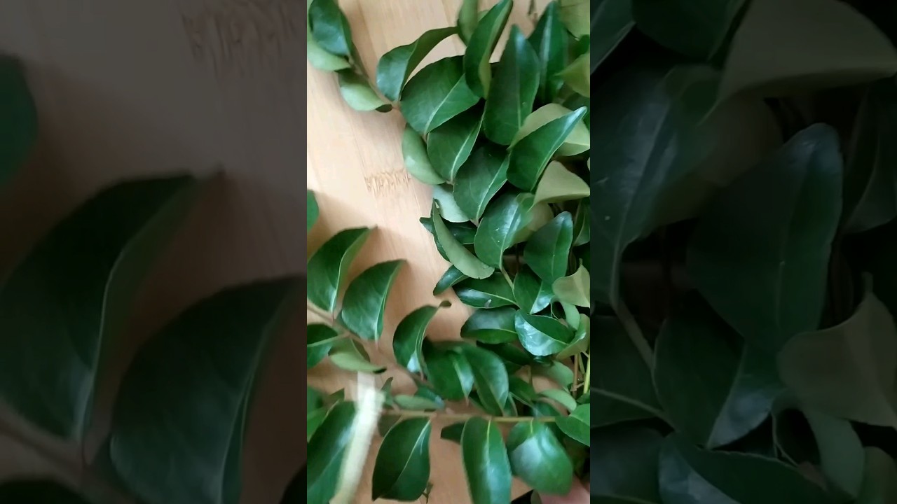 Keep Curry Leaves Fresh & Green Without Fridge 🌿