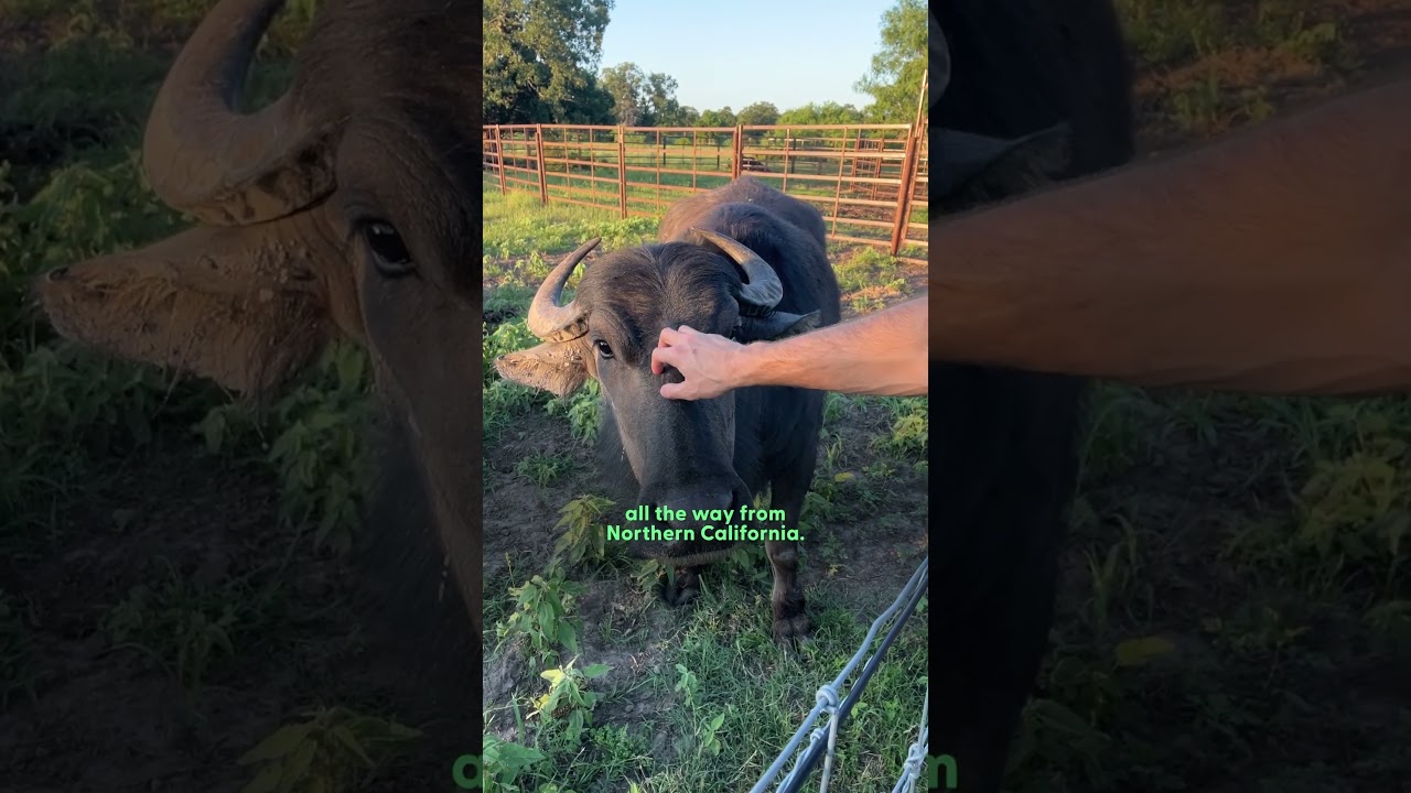 Water Buffalo Was So Lonely Until He Met His Sisters | The Dodo