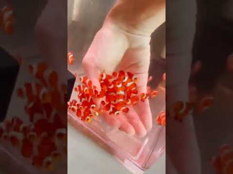 Baby Clownfish #clownfish #sea #seafish #aquariumfish