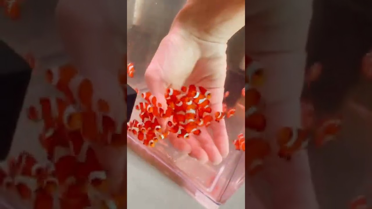 Adorable Baby Clownfish: The Perfect Aquarium Fish 🐠