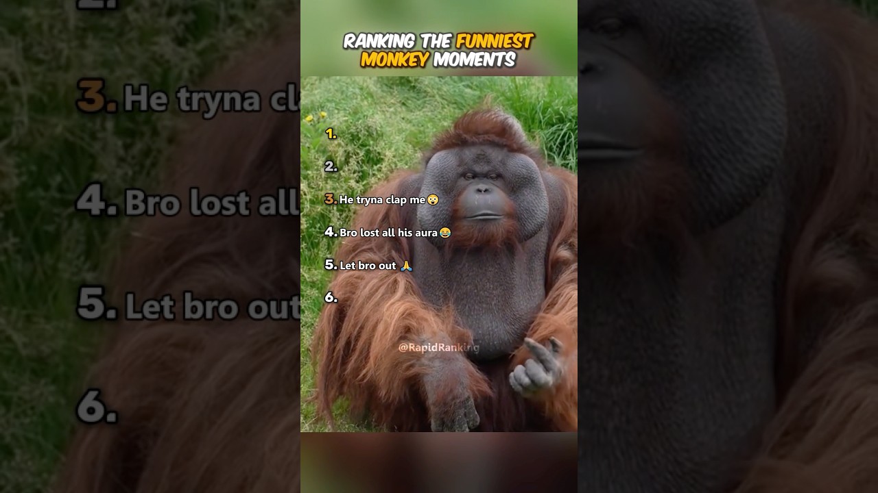 Hilarious Monkey Moments π