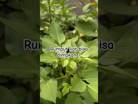 Pernah mencoba #membuat #sayur dari #rumputliar #ketul #bidenspilosa #tisane #survivor #bungaketul