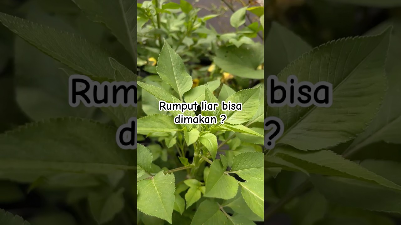 Cara Mudah Membuat Sayur dari Rumput Ketul yang Sehat ๐ฟ