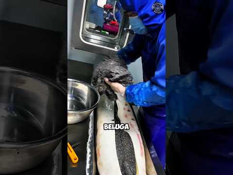Innovative Method for Harvesting Caviar from Sturgeon Without Harm