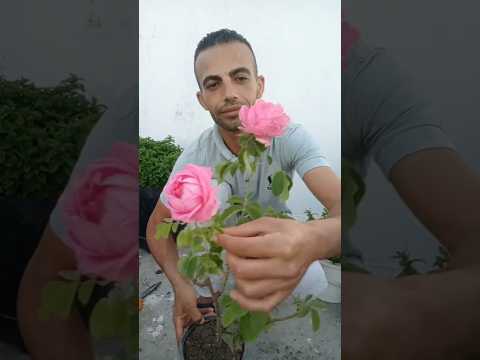 كوب واحد من هذا السماد المتوفر في بيتك لتقوية الجذور وتسريع نمو النباتات والخضروات سماد طبيعي #نباتي