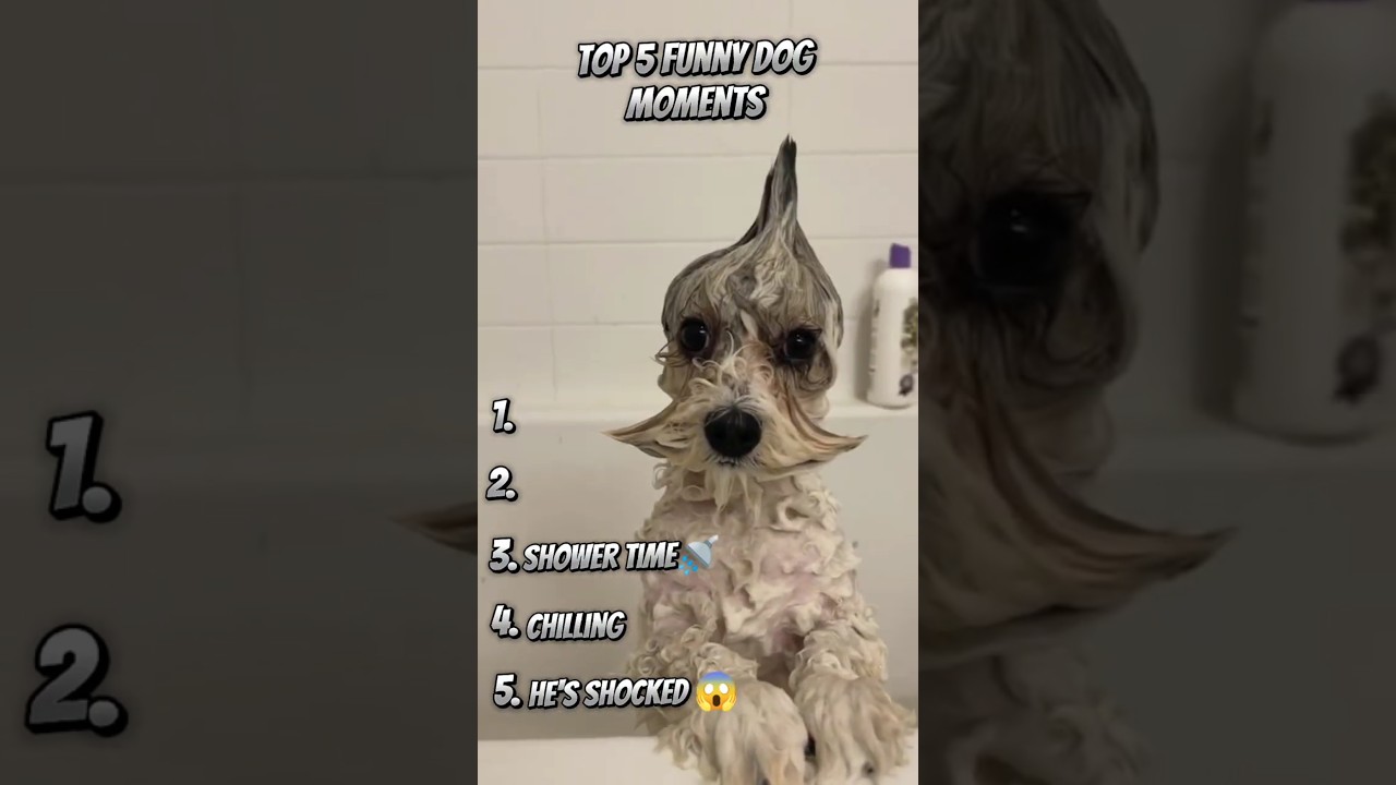 Ranking Funny Dog Videos! #funny #dog #shorts