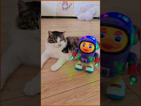 👨‍🚀🐣bebek luar angkasa kembali main sama kucing luncu punya tetangga😁😁🐈