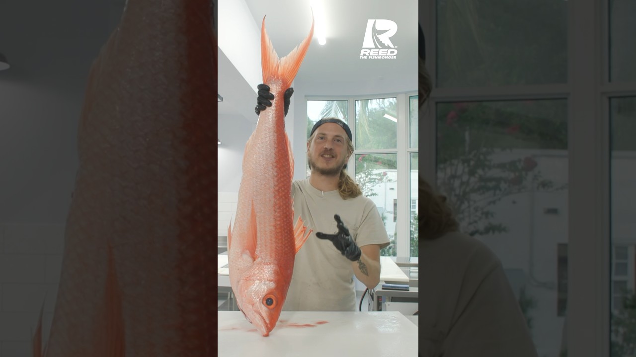 Queen Snapper: One of the Most Beautiful Fish